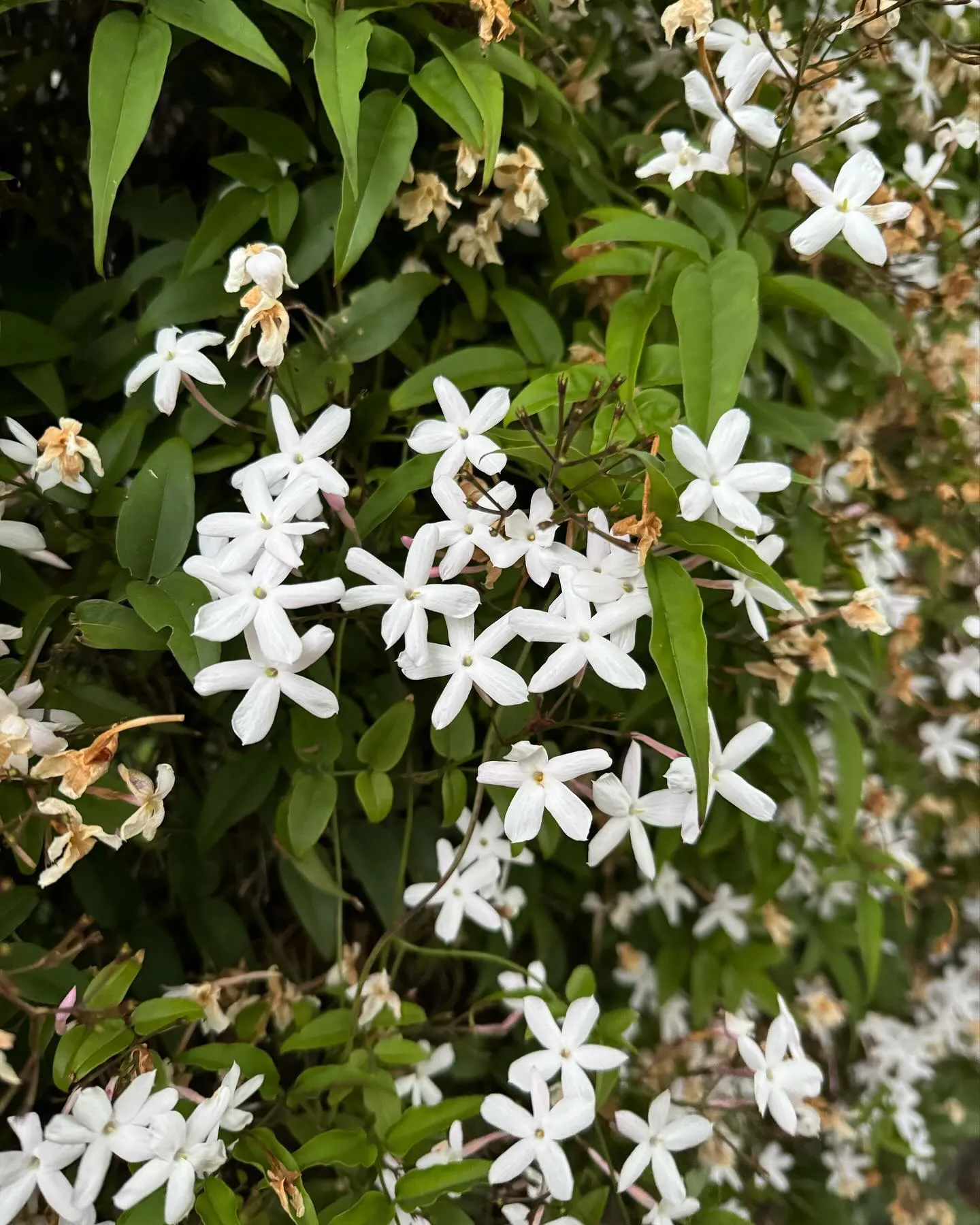 今朝は寒かったですね。