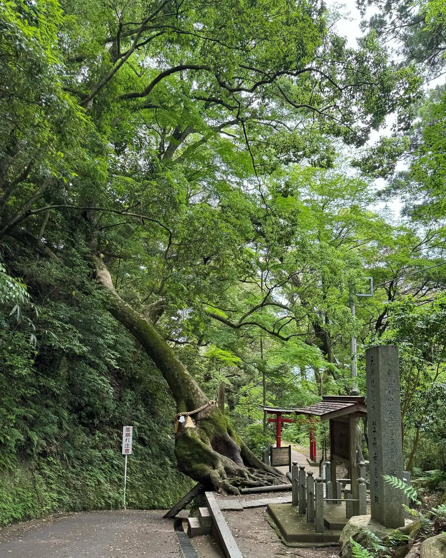 台風🌀一号が発生して雨模様です。