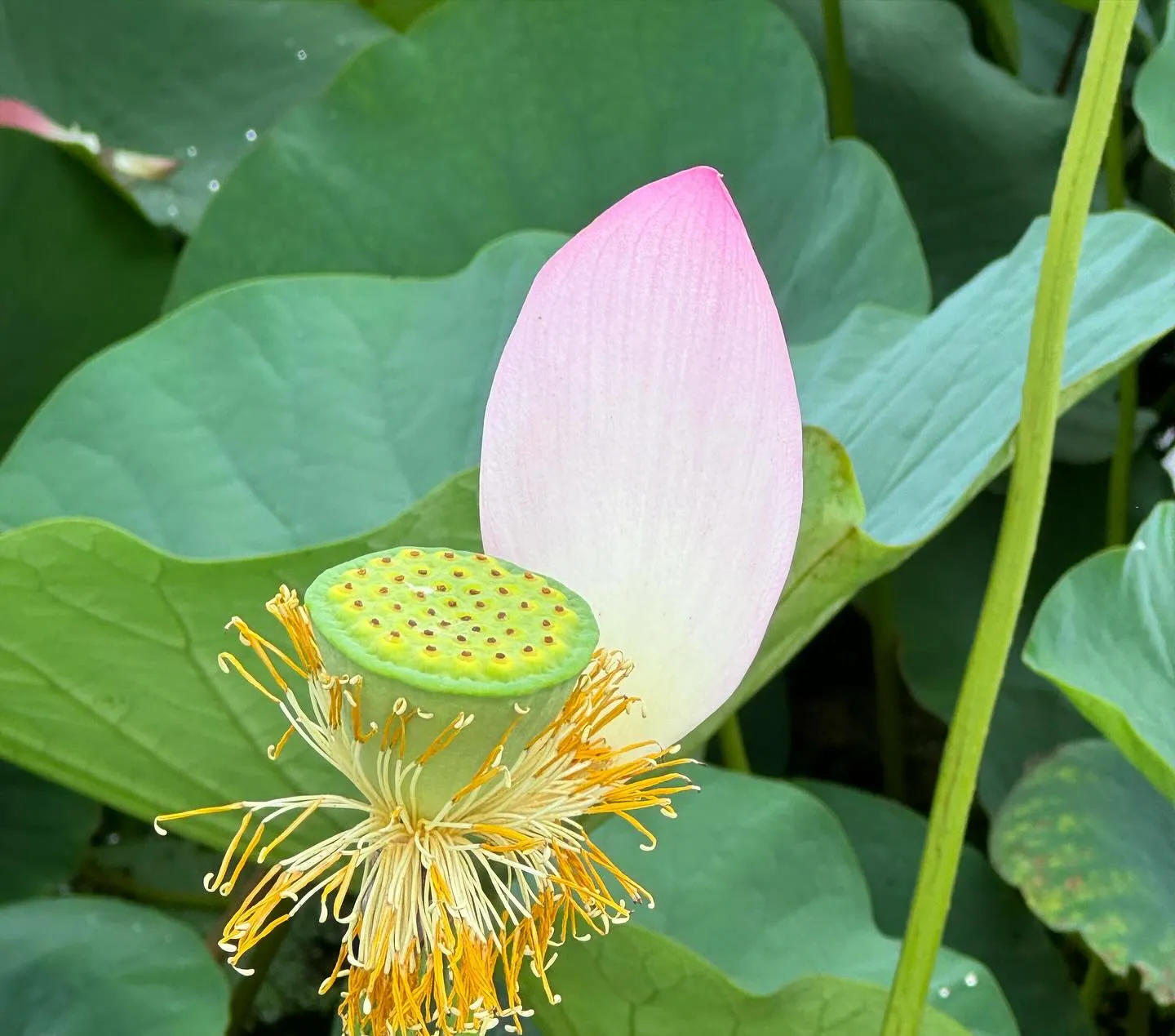 七夕🎋ですね