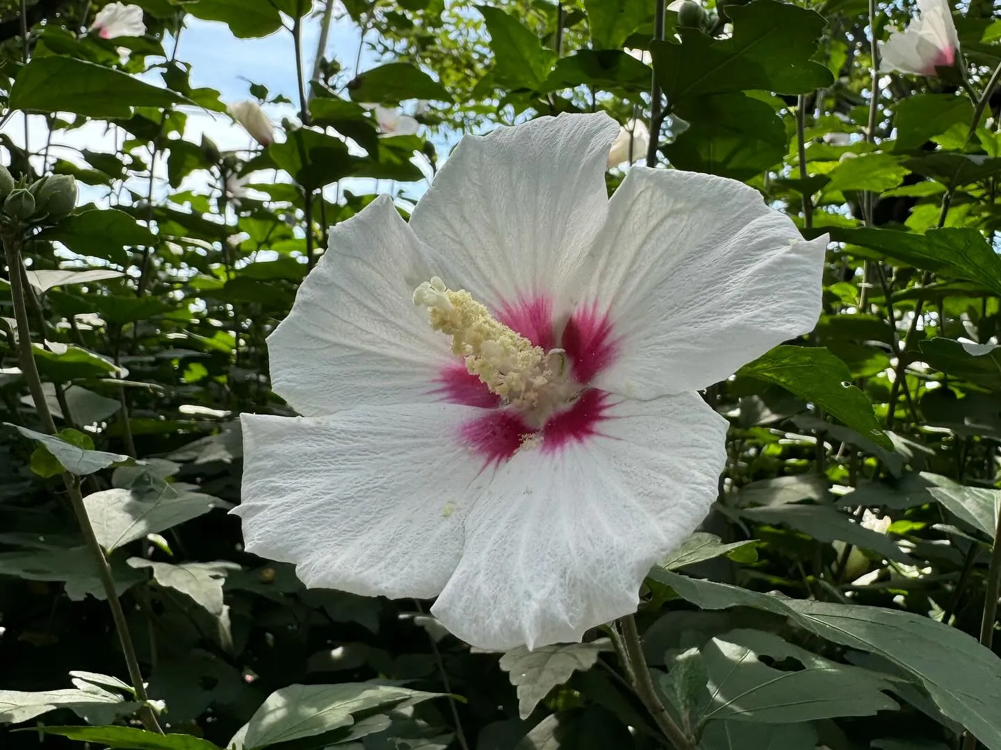 １時間のヨガレッスン🧘‍♀️の最後に仰向けになって休むシャバ...